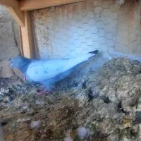 سینه ابی