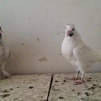 سرور