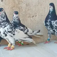 کبوتر چپ سوسنی و یال گلدار شهری سبز