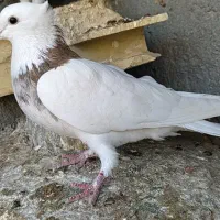 طوقی هفت رنگ نر