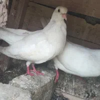 کبوتر  یکجا