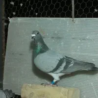 سبز ابلغ|پرنده|بیرجند, |دیوار