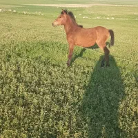 اسب نر