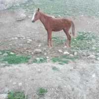 اسب