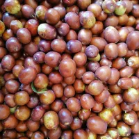 عناب تازه