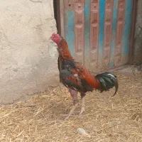 خروس لاری تمیز