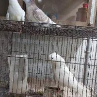 کبوتر سفید کاکلی پرشی انگلیسی اراکی نروماده