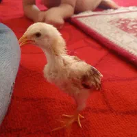 جوجه لاری خروس