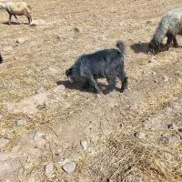 بیگ تهمی11.500