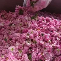 خرید و فروش گل محمدی شما کشاورزان هستیم