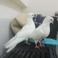 کبوتر تهرانی