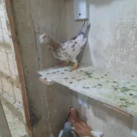 زرد هفت رنگ نر