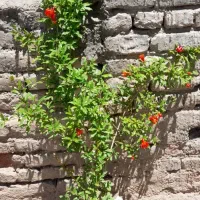 درخت انار  بارده