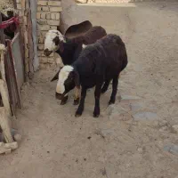 قوچ|حیوانات مزرعه|بروجرد, |دیوار
