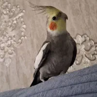 عروس هنلدی مژ د ه گ ا نی