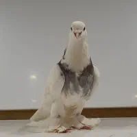 کبوتر طوقی و شازده