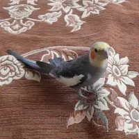 عروس هلندی گم شده