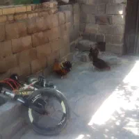 مرغ  وخروس محلی