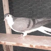 کفتر