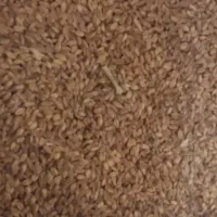 گندم دیم