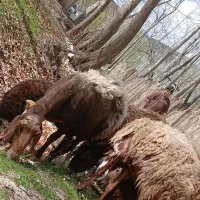 بره