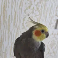 عروس هلندی|پرنده|رشت, کوی امام رضا|دیوار