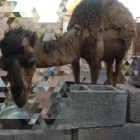 شتر نر فروشی