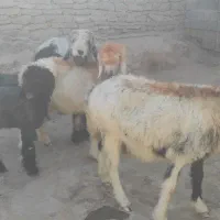 میش وبره