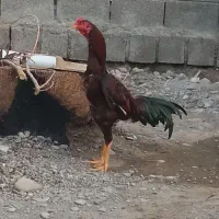 لاری اصلی ۵میلیون حراج