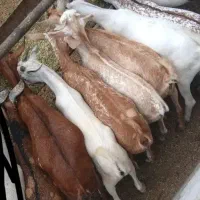 کهره نری موجود