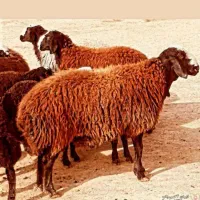 نژادهای مختلف نر شبانه روزی زنده قصاب رایگان