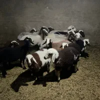 گوسفند ماده