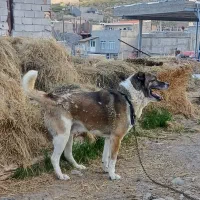 سگ گله وباغ