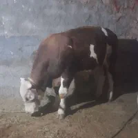 گوساله نرسیمینتال اصل سرک دار