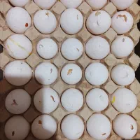 تخم مرغ نوکی و شکسته
