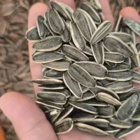 فروش تخمه آفتابگردان خام