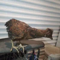 مرغ نژاد دار