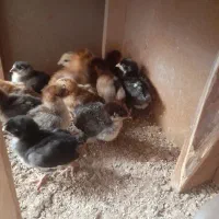 جوجه گلپایگانی و بلک استار