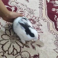 خرگوش|موش و خرگوش|بم, |دیوار