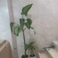 دیفن باخیا و یوکا
