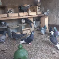 کبوتر