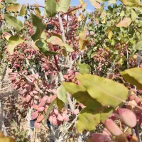 هزار-متر-باغ-پسته-با-درختان-بالای-15-سال
