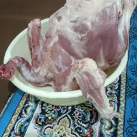 بوقلمون گوشتی زنده