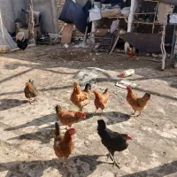 مرغ محلی تخم کن . کرچ .جوجه تشنک