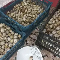 تخم ترک خورده