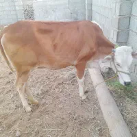 گاوماده‌‌‌‌.پرو
