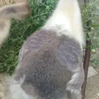 جوجه دورگ غاز و قوغاز