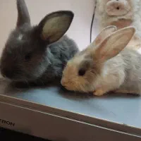 ده عدد توله خرگوش لوپ جرسی