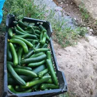 خیار بسطام(فروش فقط بالای ده کیلو)