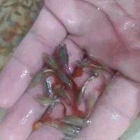 ماهی گوپی